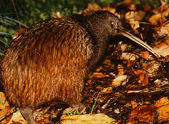kiwi